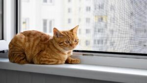 Kedi sinekliği – kediler için güvenli ve dayanıklı sineklik sistemi